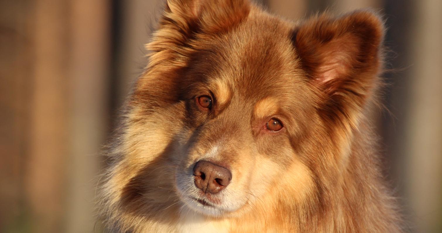 Suomenlapinkoira Uljas