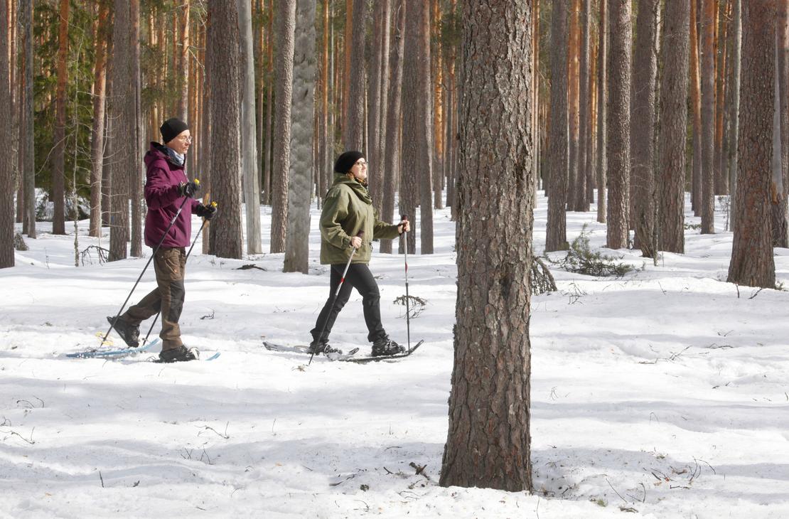 Lumikenk&auml;ilij&ouml;it&auml; talvisessa mets&auml;ss&auml;