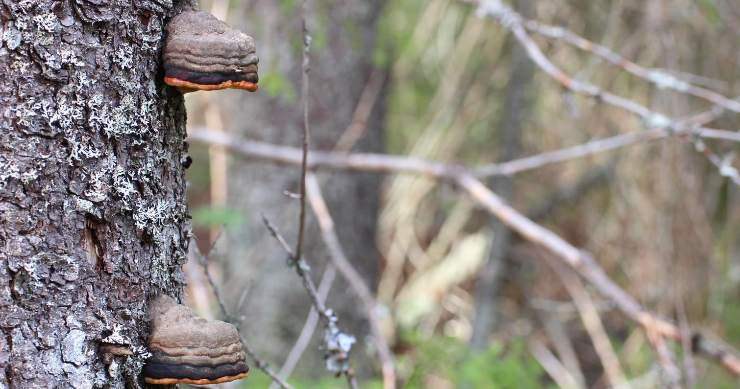 Metsän aarteina kantokääpiö