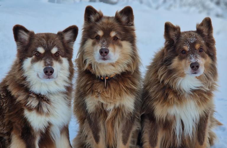 Lemmikit Mantan Majatalolla
