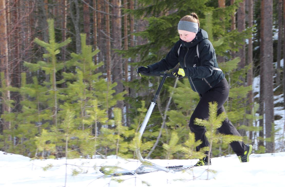 Potkutellen polanteella