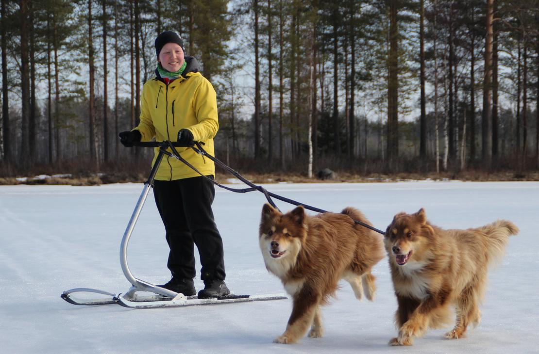 Potkurilla voi lenkittää myös koiria