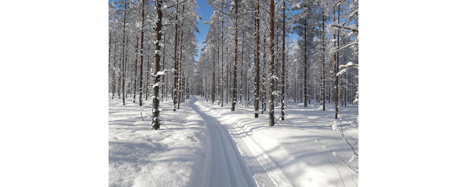 Latu lumisessa metsässä.