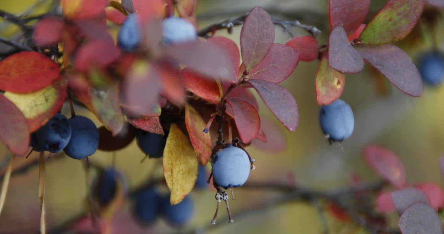 Juolukoita ruskan v&auml;reiss&auml;
