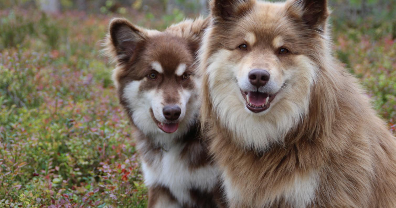 Reissukoirat ty&ouml;ss&auml;&auml;n