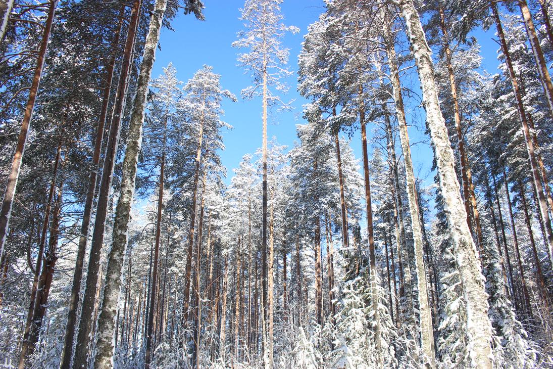 Jänissaaren talvinen luonto on kaunis.