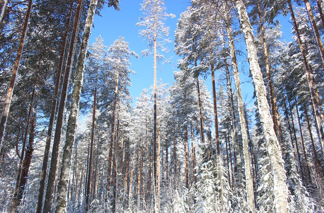 Jänissaaren talvinen luonto on kaunis.