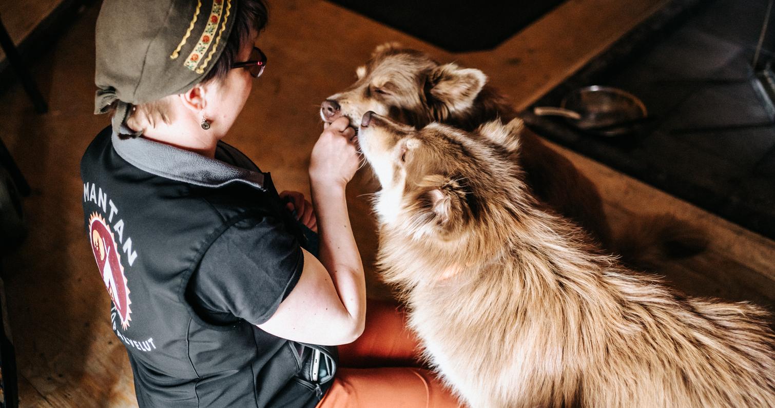 Reissukoirat saavat herkkuja em&auml;nn&auml;lt&auml;.