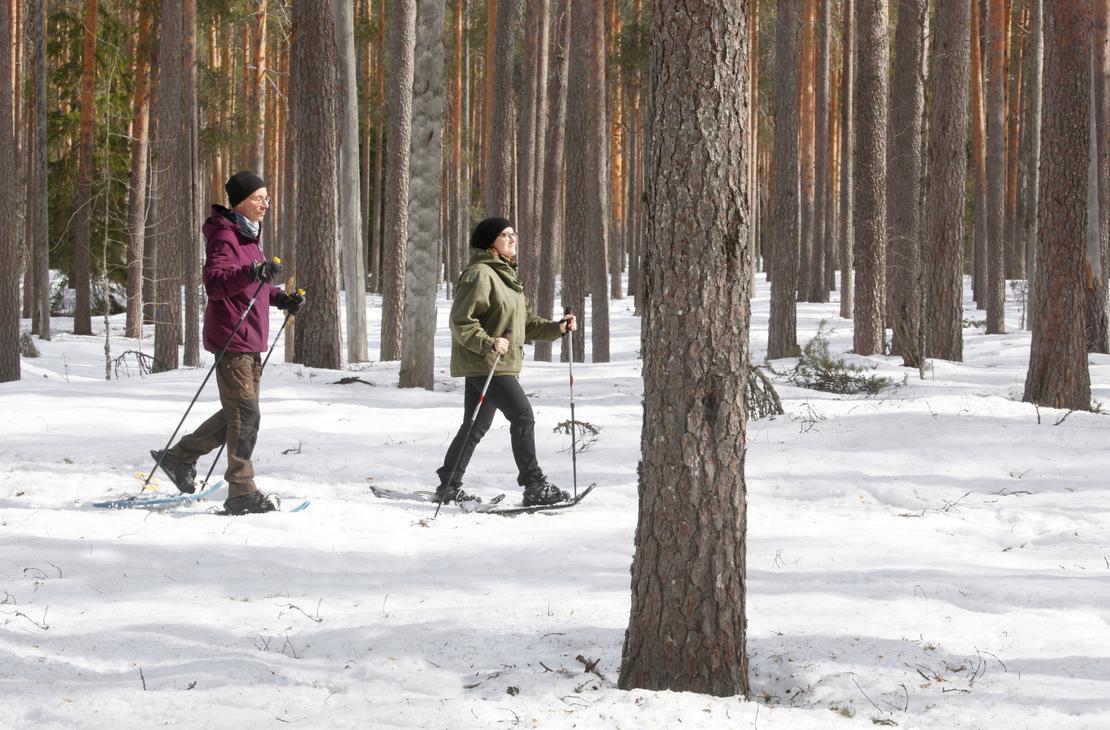 Lumikenk&auml;ilij&ouml;it&auml; talvisessa mets&auml;ss&auml;