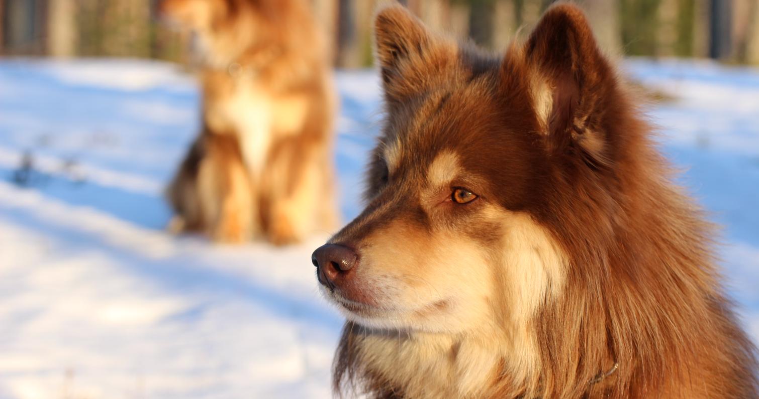 Suomenlapinkoira Urmas