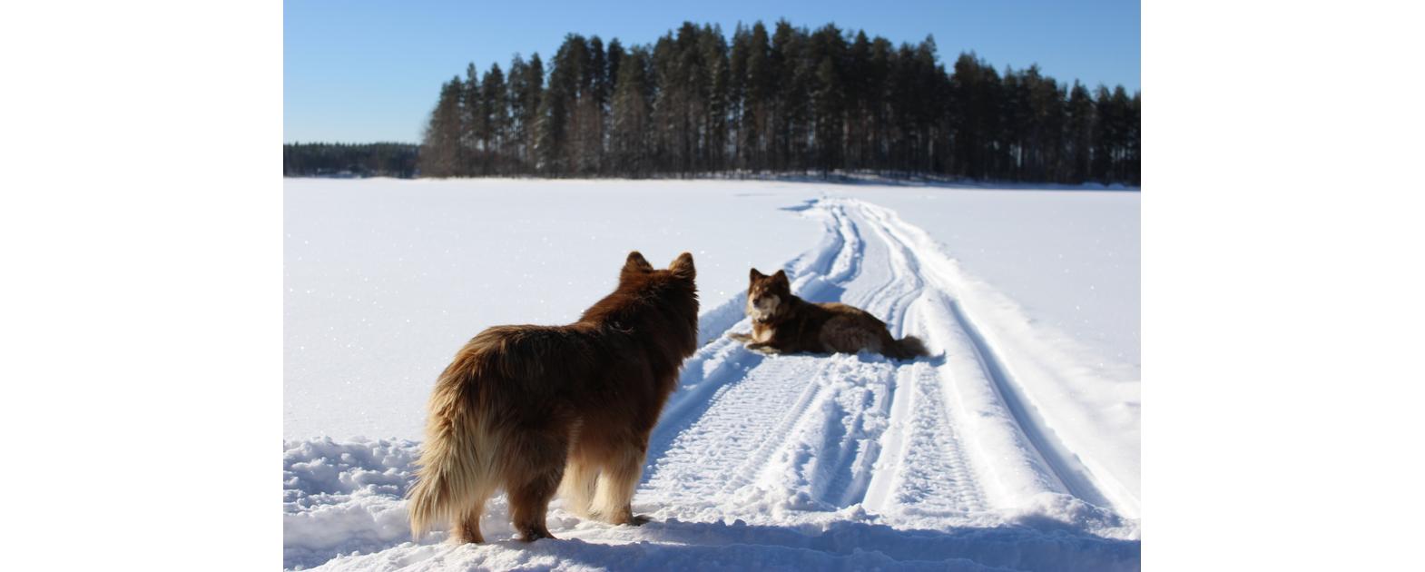 Koiria talvisilla reiteillä