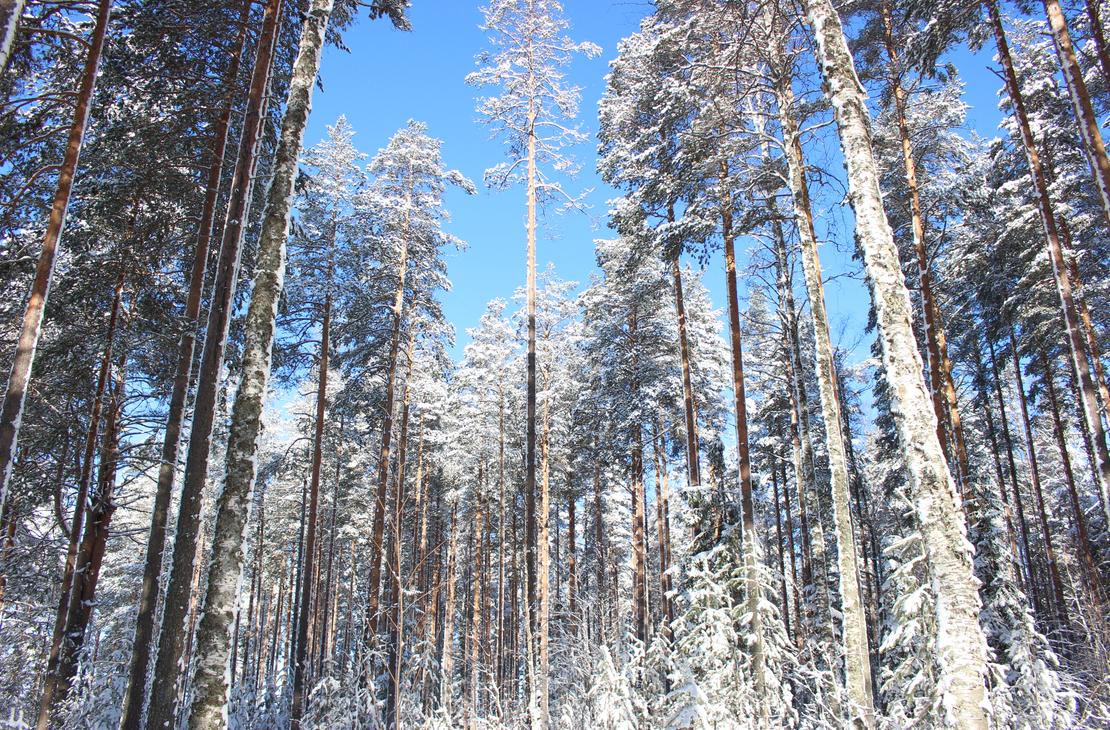 Jänissaaren talvinen luonto on kaunis.