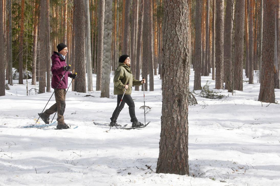 Lumikenkäilijöitä talvisessa metsässä
