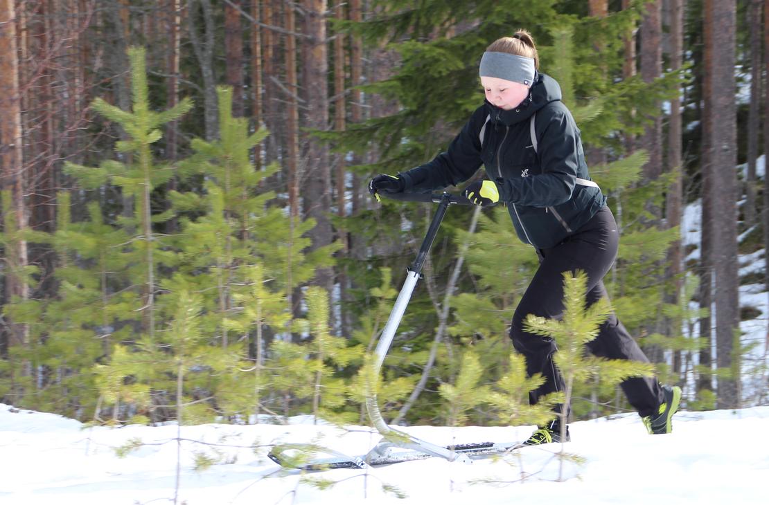 Potkutellen polanteella