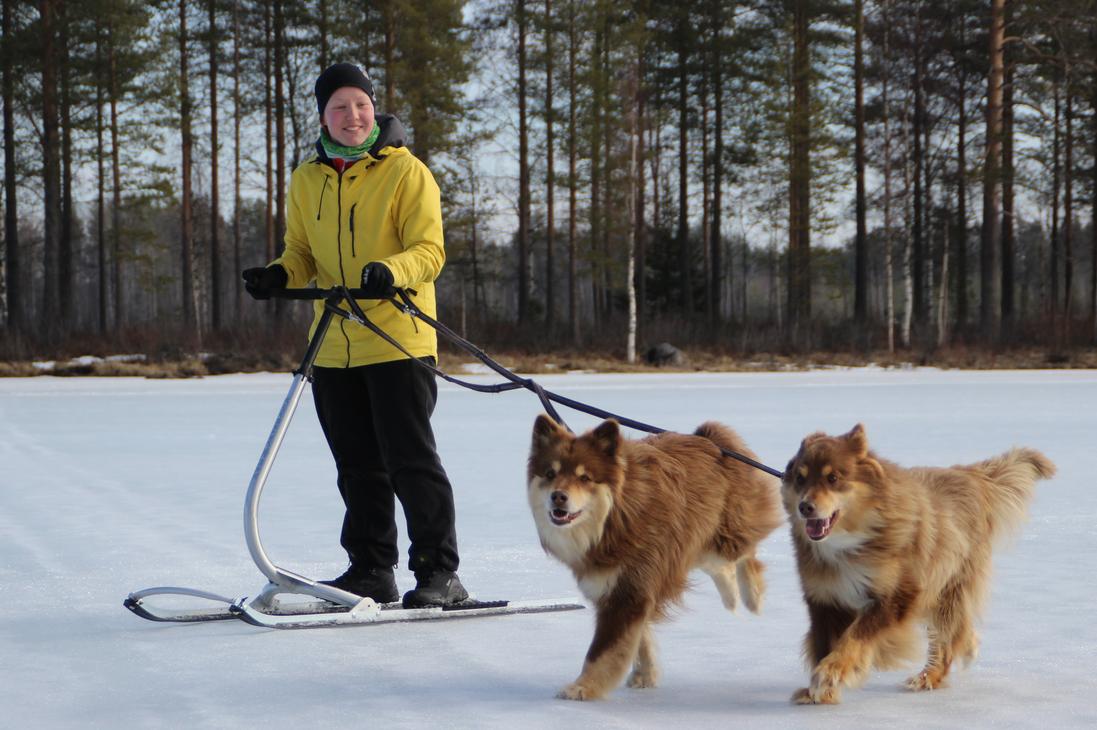 Potkurilla voi lenkitt&auml;&auml; my&ouml;s koiria