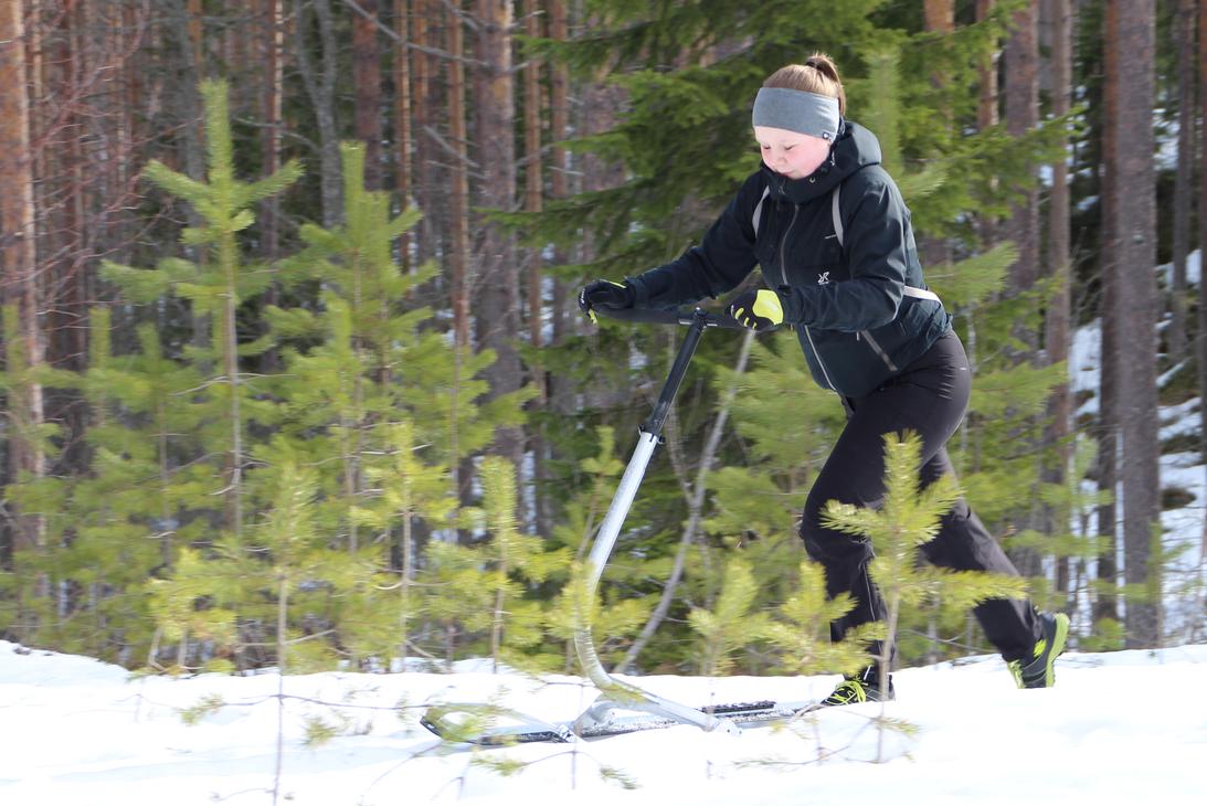 Potkutellen polanteella