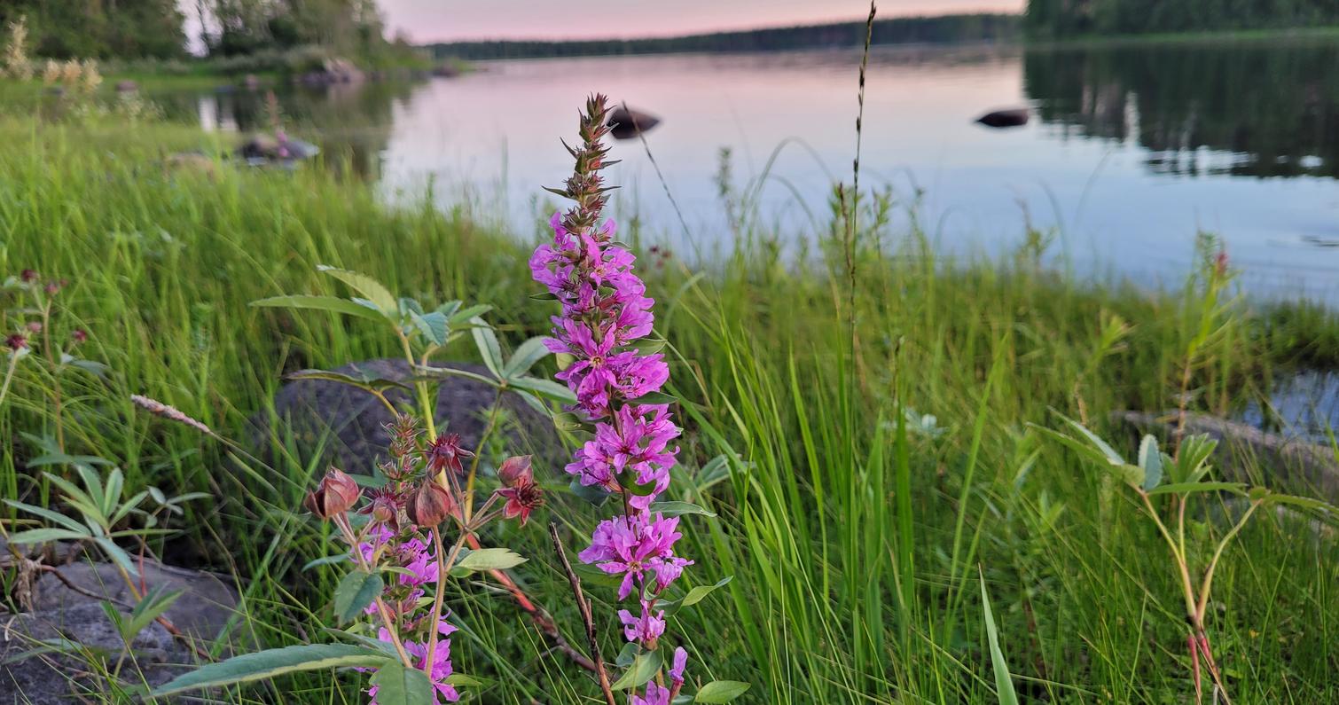 Rantamaisema J&auml;nissaaresta elokuussa